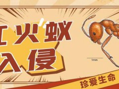 紅火蟻已入侵12省！