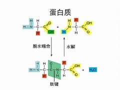 工業(yè)廢氣搖身一變合成蛋白 全球首次實(shí)現(xiàn)規(guī)?；谎趸己铣傻鞍踪|(zhì)